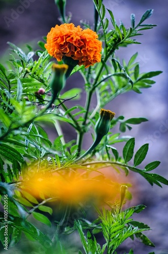 Flor de Cempasúchil
