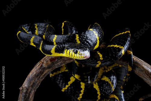 boiga dendrophila yellow ringed, gold ringed snake, indonesia snake photo