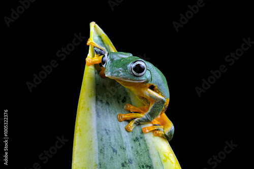 Fototapeta Naklejka Na Ścianę i Meble -  flying tree frog sitting on a branch, close-up of javan tree frogs, rhacophorus reinwardtii
