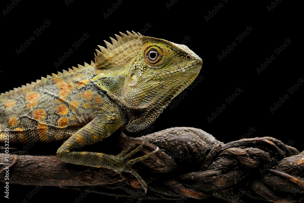 Forest dragon reptile on a branch, Gonocephalus chamaeleontinus, isolated on black