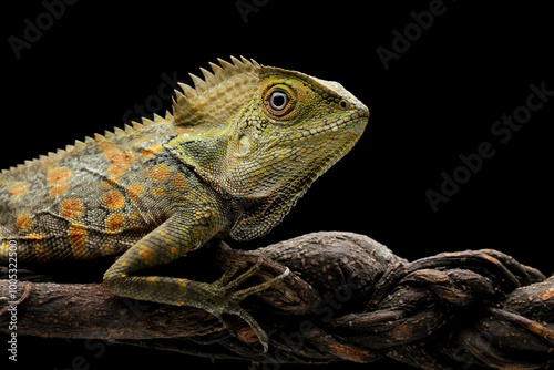 Forest dragon reptile on a branch, Gonocephalus chamaeleontinus, isolated on black