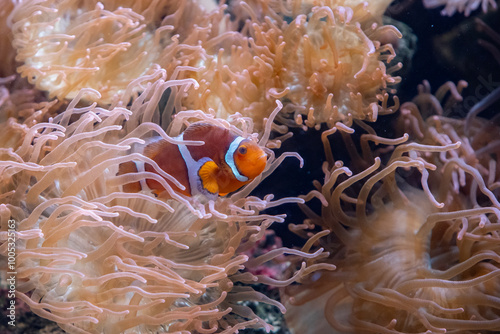 ocellaris clownfish (Amphiprion ocellaris), also known as the false percula clownfish or common clownfish