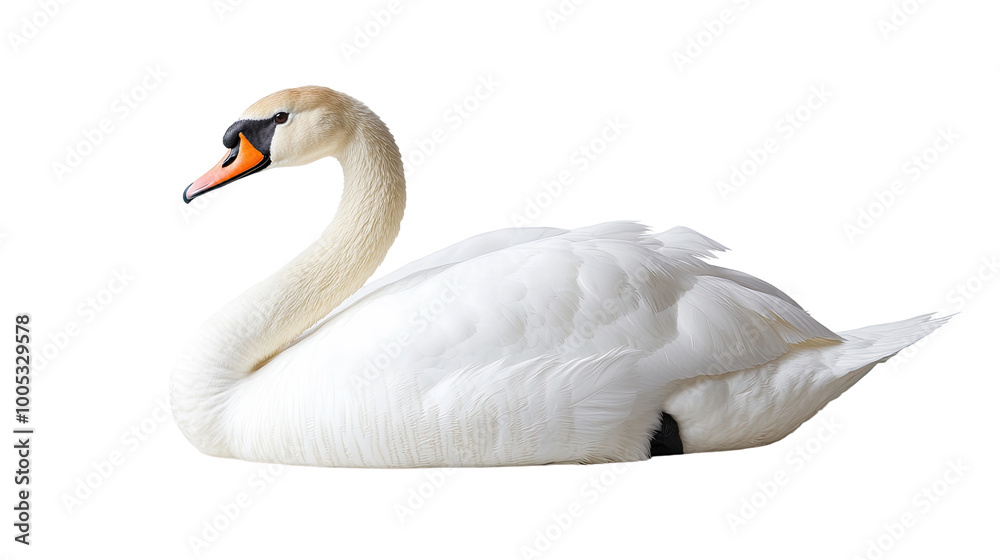 swan on a transparent background swan on a transparent background