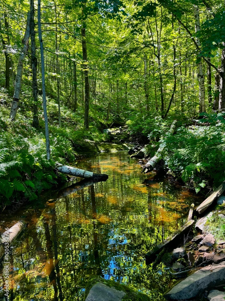 Fototapeta premium Lush Forest with River Reflecting Trees
