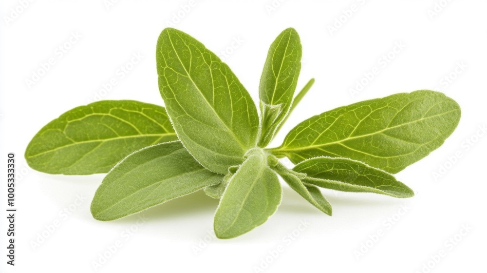 Sage Leaves Close-Up on White Generative AI Sage Leaves Close-Up on White Generative AI
