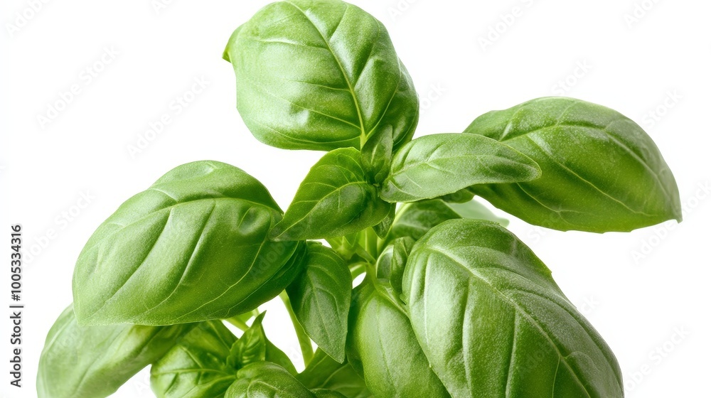 A basil plant with detailed green leaves against a white background, emphasizing the herb's natural beauty and freshness A basil plant with detailed green leaves against a white background, emphasizing the herb's natural beauty and freshness