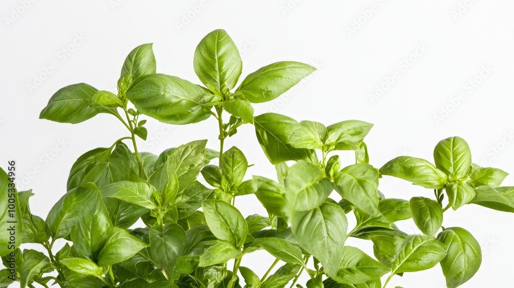 A basil plant with vibrant green leaves against a clean white backdrop, showcasing the freshness and natural beauty of the herb A basil plant with vibrant green leaves against a clean white backdrop, showcasing the freshness and natural beauty of the herb