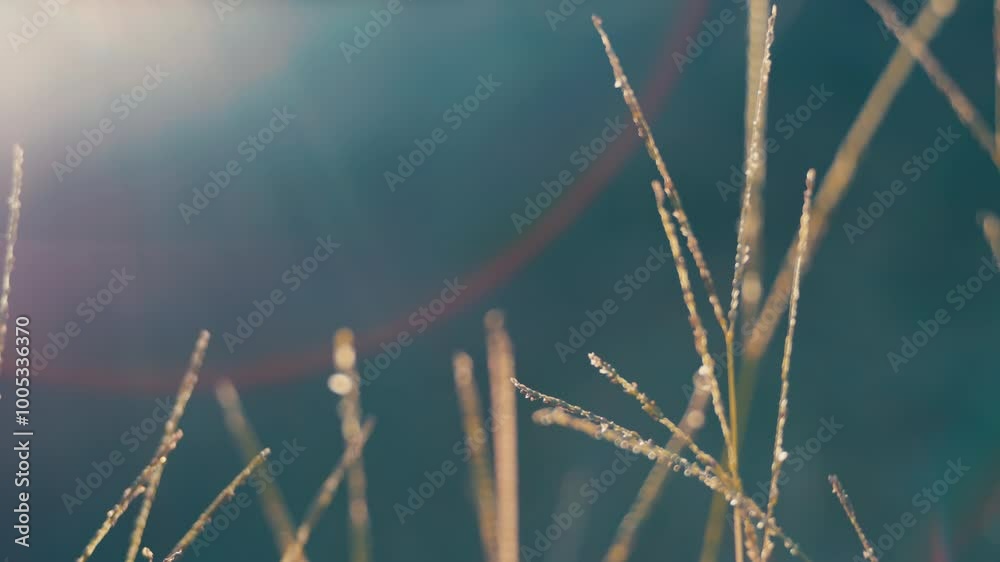 Green grasses swaying in wind with bathing in the sun, Nature or environment, 4K slow motion Green grasses swaying in wind with bathing in the sun, Nature or environment, 4K slow motion