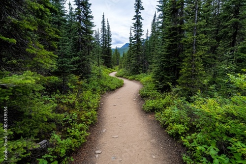 A wilderness trail leading into dense woods, where the path disappears into the trees and the sounds of wildlife fill the air.