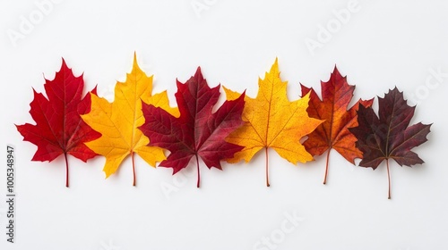 A collection of maple leaves in rich autumn hues, elegantly arranged against a clean white background for a striking visual contrast