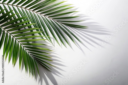 Realistic palm leaves casting shadows on white background from a bird's eye view