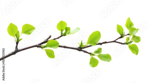 A detailed image of a branch with green leaves isolated on a white background, ideal for nature-themed designs and presentations