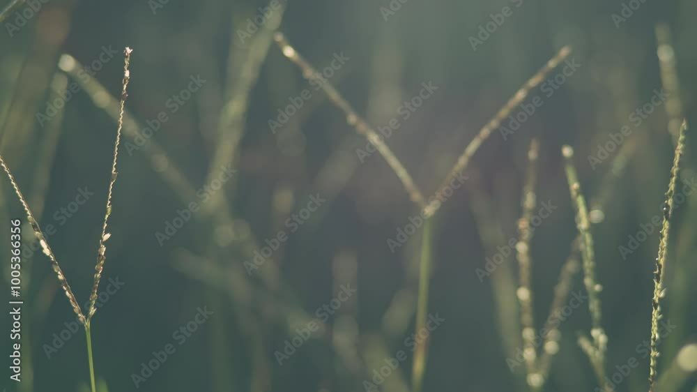 Green grasses swaying in wind with bathing in the sun, Nature or environment, 4K slow motion Green grasses swaying in wind with bathing in the sun, Nature or environment, 4K slow motion