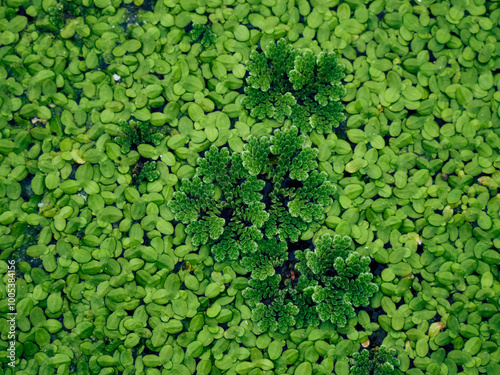 Duckweed and mosquito fern plant grow side by side