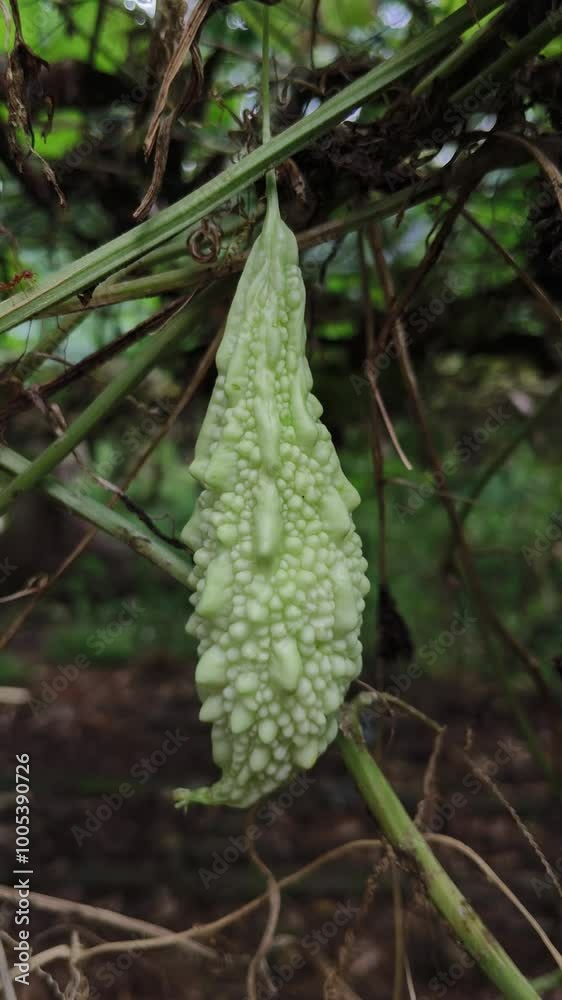 Bitter Gourd, Momordica, or Bitter Melon vegetable fruit hanging on a vine plant in the garden with a green nature background. Organic fresh raw bitter gourd agriculture beautiful closeup macro shot. Bitter Gourd, Momordica, or Bitter Melon vegetable fruit hanging on a vine plant in the garden with a green nature background. Organic fresh raw bitter gourd agriculture beautiful closeup macro shot.