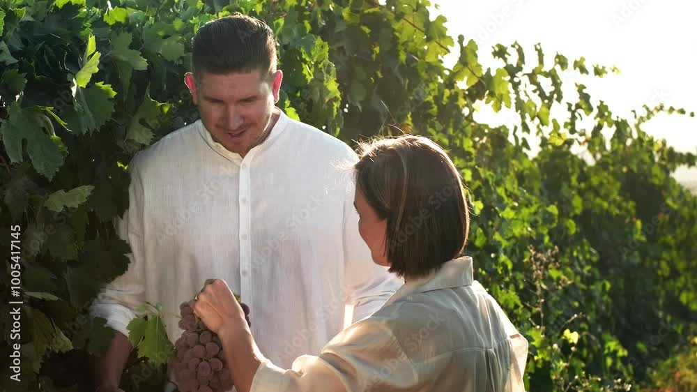 Happy couple picking ripe grape bunches from vines during wine harvest season. Grape harvest at sunset. Travel, honeymoon, winery Happy couple picking ripe grape bunches from vines during wine harvest season. Grape harvest at sunset. Travel, honeymoon, winery