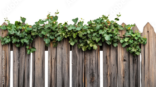 wooden fence overgrown with leaves on a transparent background