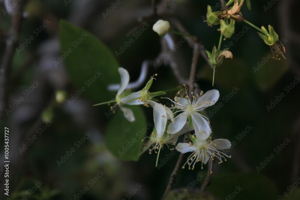 Naklejka premium Pure White Blossom in Bloom