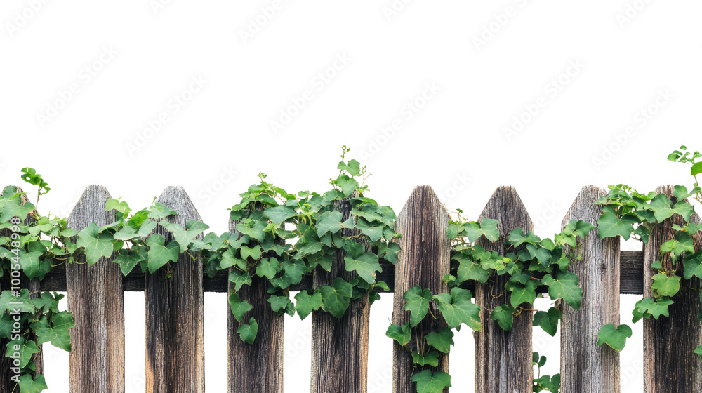 Naklejka premium wooden fence overgrown with leaves on a transparent background