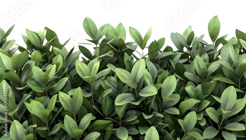 Lush green bush plant foliage