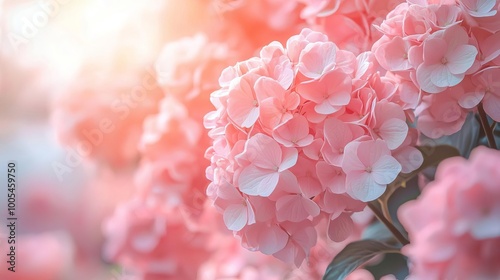 Obraz na płótnie Soft pink hydrangea flowers bloom in a dreamy garden setting, radiating calm and beauty under gentle sunlight. w salonie