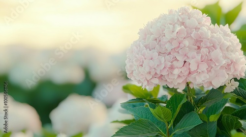 A delicate pink hydrangea flower stands out in a serene garden, showcasing its soft petals against a blurred green background.