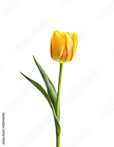 Cute isolated yellow tulip
