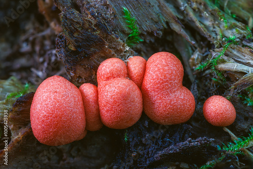 Lycogala epidendrum wolf's milk Protista small orange or gray spore-filled pellets growing on dead wood photo