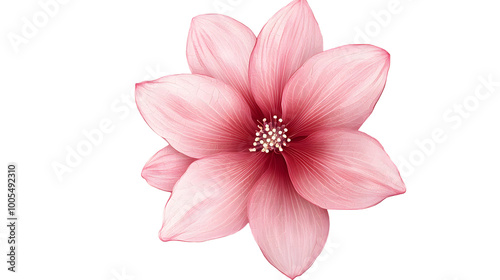 pink rose isolated on white