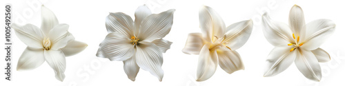 White vanilla flower isolated on transparent background