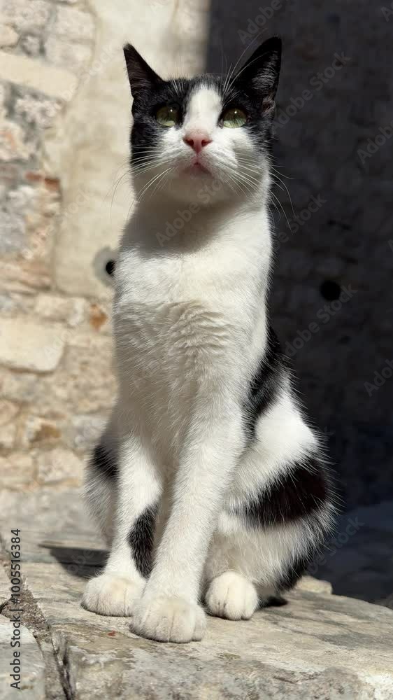 Pretty cat black white sits on the street in Kotor, Montenegro, vertical video. Pretty cat black white sits on the street in Kotor, Montenegro, vertical video.