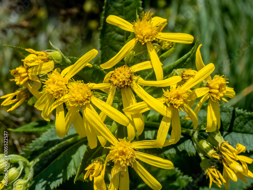 Common ragwort yellow flowers closeup ( jacobaea vulgaris ) photo