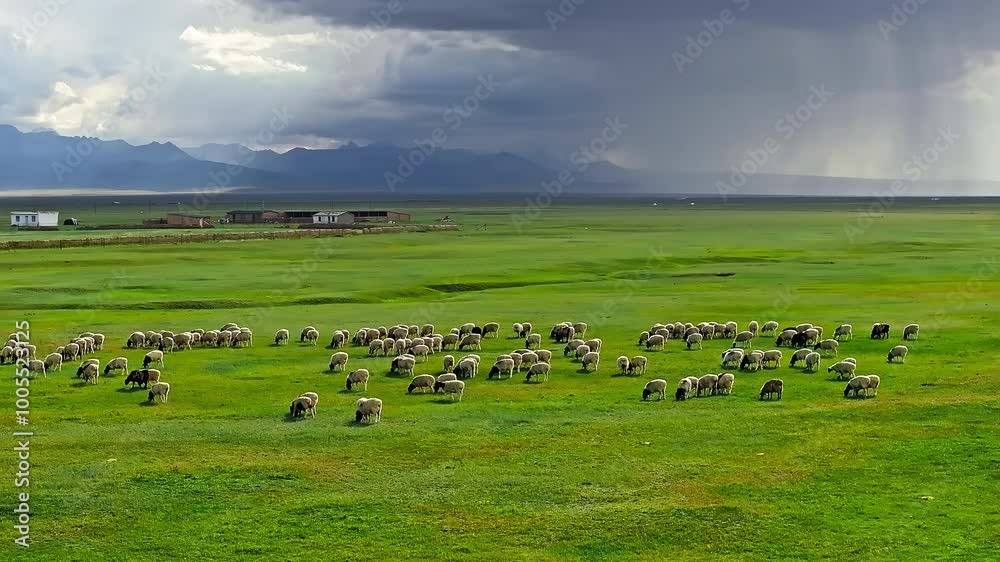Sheeps grazing in grassland pasture. Aerial view of green grassland and sheeps scenery in Xinjiang, China. Sheeps grazing in grassland pasture. Aerial view of green grassland and sheeps scenery in Xinjiang, China.