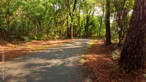 Radweg durch grünen Pinienwald bei gutem Wetter, Natur, Landschaft, Frankreich
 photo