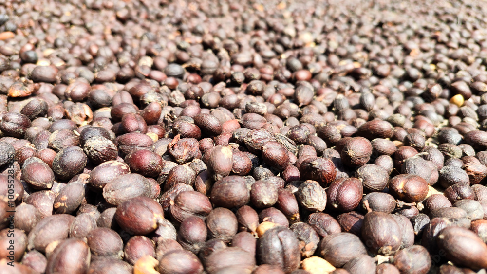 Indonesian Arabica coffee tree, in Curup Bengkulu the most superior coffee Indonesian Arabica coffee tree, in Curup Bengkulu the most superior coffee