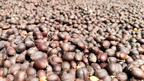 Indonesian Arabica coffee tree, in Curup Bengkulu the most superior coffee photo