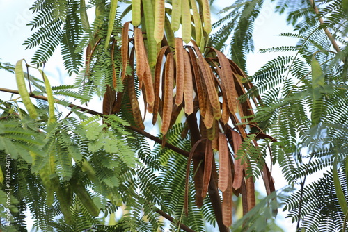 Fruits and leaves of Gleditsia triacanthos on green background. photo