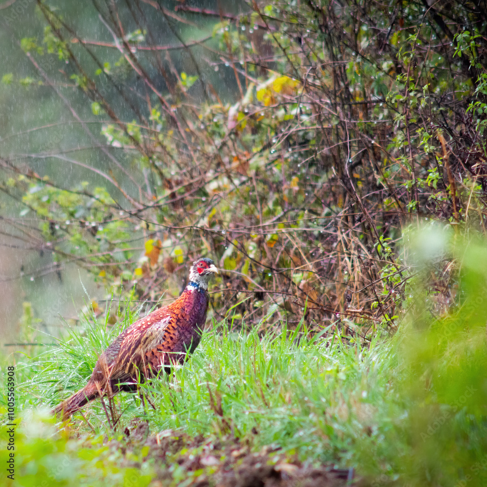 Fototapeta premium Common or Ring-necked pheasant (Phasianus colchicus) adult male bird standing in a rain