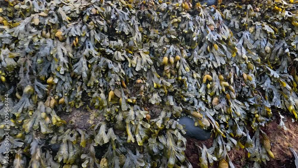 Seaweed on Beach Near Forth Bridge