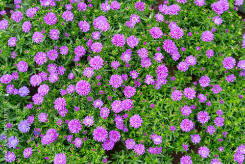 Argyranthemum frutescens or Marguerite, Marguerite Daisy fower for background,home and gaden decor concept Home Inspirations photo