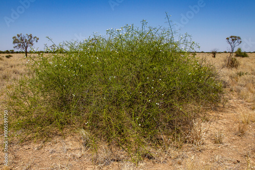 фотографія Twiggy emu-bush photographed in South Western Queensland Australia