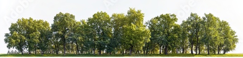 A large group of green trees in the park, against a white background, in PNG format, with super-realistic, hyper-detailed, high-resolution