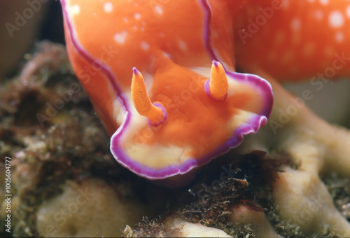 ニシキウミウシ B　