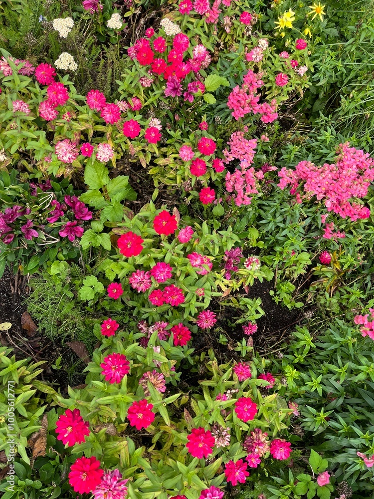 Naklejka premium pink flowers in a garden