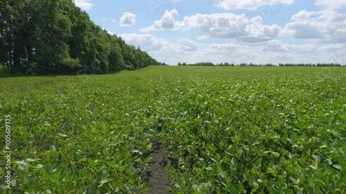 Green Soybeans In A Farmers Field. Soybean A Plantation. Glycine Max. Growing Crops. Field Soybeans In Early Autumn. photo