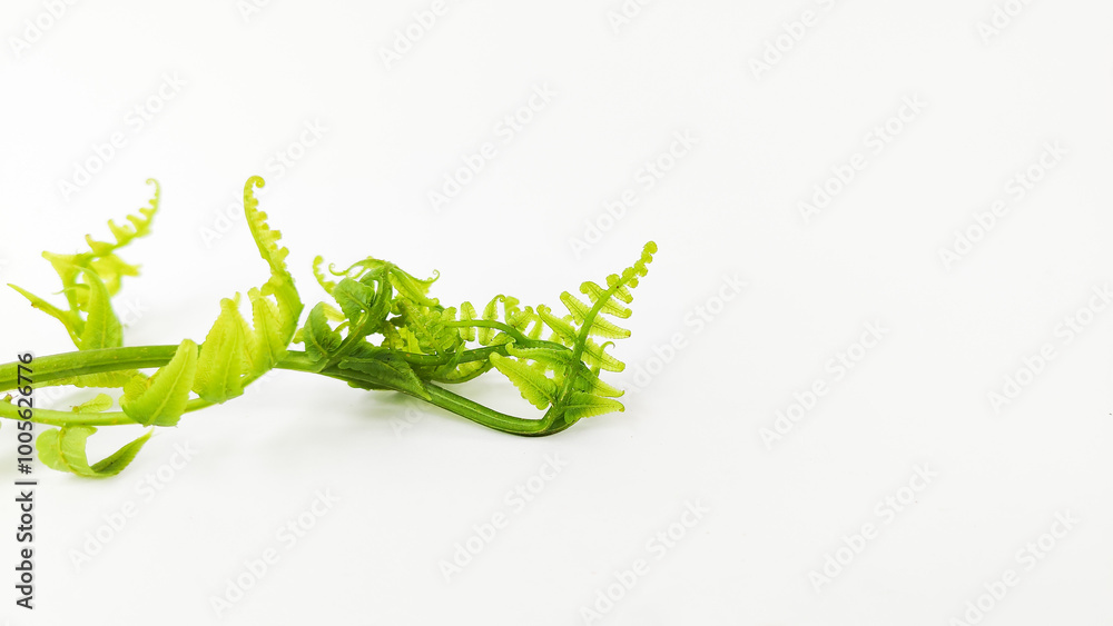 Naklejka premium Ferns grow wild in the tropics. Shoots can be used as traditional food. Shrubs of ferns can help keep the slope structure from eroding.