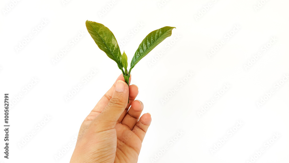 Indonesian Arabica coffee tree, in Curup Bengkulu the most superior coffee Indonesian Arabica coffee tree, in Curup Bengkulu the most superior coffee
