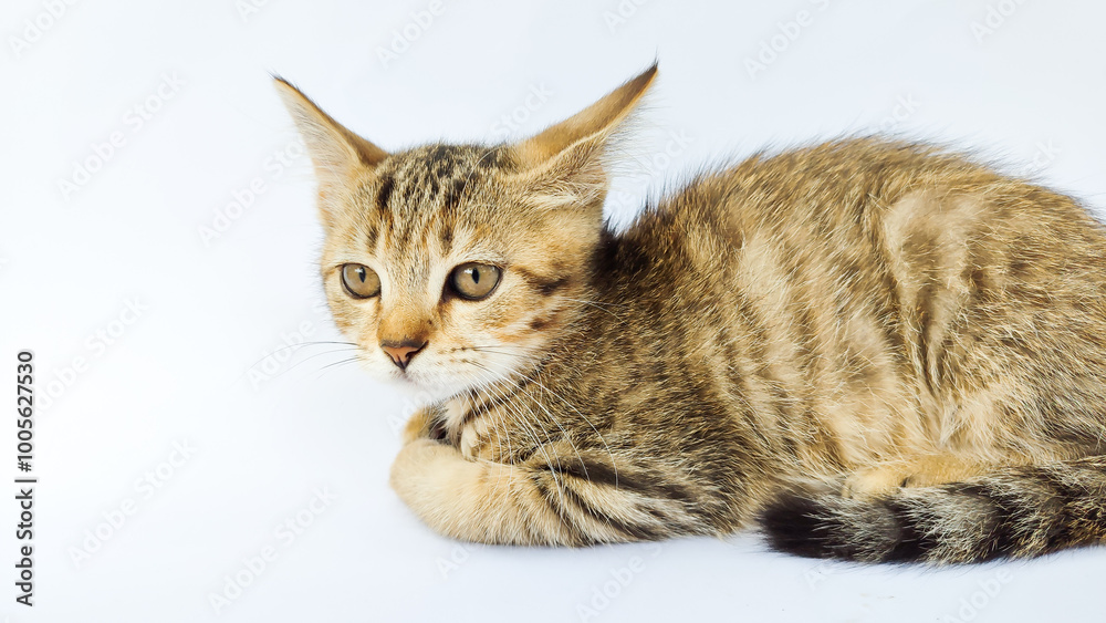 Grey Cat street Portrait face look front camera on putih background. Grey Cat street Portrait face look front camera on putih background.
