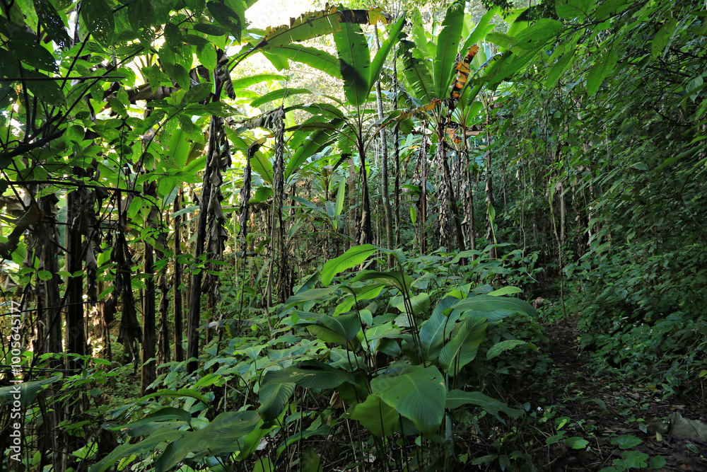 The abundance of the forest at Doi Lan Nature Trail in Mae Hong Son Province, Thailand The abundance of the forest at Doi Lan Nature Trail in Mae Hong Son Province, Thailand