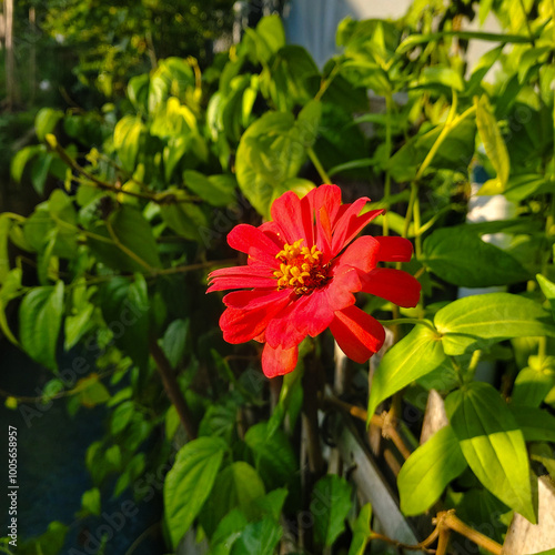 Red Zinnia Flowers